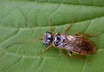 Acantholyda posticalis